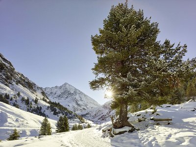 Skifahren am Gletscher in Sölden und mehr Schneebedeckte Berge und Tannen mit Sonne hinter einem Baum an einem klaren Wintertag