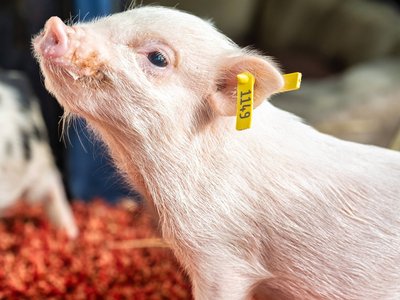 Diary of a piglet Portrait of a small piglet with yellow ear tag on red bedding